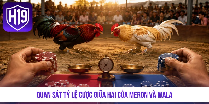 Quan sát tỷ lệ cược giữa hai cửa Meron và Wala