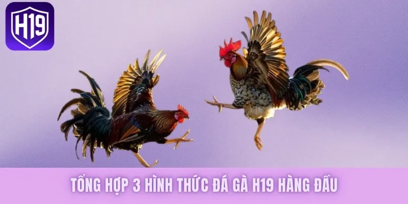 Tổng hợp 3 hình thức đá gà H19 hàng đầu